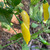 Aji Lemon Pepper | Tyler Farms