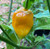 Yellow 7 Pot Bubblegum Pepper Seeds  Yellow 7 Pot Bubblegum Pepper Seeds