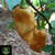 Peach Trinidad Scorpion Pepper | Tyler Farms Peach Trinidad Scorpion Pepper | Tyler Farms