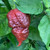 Chocolate Apocalypse Scorpion Pepper | Tyler Farms
