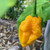 Big Yellow Mama pepper | Tyler Farms