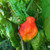 Ripening 7 Pot Chaguanas Pepper | Tyler Farms Ripening 7 Pot Chaguanas Pepper | Tyler Farms