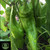 Hatch (New Mexico) Green Chile  pepper | Tyler Farms Hatch (New Mexico) Green Chile  pepper | Tyler Farms