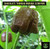 Ripe Chocolate Trinidad Moruga Scorpion Pepper | Tyler Farms