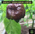 Chocolate Trinidad Moruga Scorpion Pepper | Tyler Farms