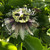 Passion Fruit (Passiflora Edulis) Live Plant 
