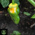 Yellow 7 Pot Pepper | Tyler Farms