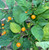 Aji Charapita Peppers | Tyler Farms
