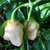 White 7 Pot Bubblegum Pepper | Tyler Farms