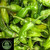 Shishito Pepper | Tyler Farms Shishito Pepper | Tyler Farms