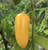 Lemon Spice Yellow Jalapeno pepper | Tyler Farms Lemon Spice Yellow Jalapeno pepper | Tyler Farms