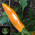 Bulgarian Carrot Pepper | Tyler Farms Bulgarian Carrot Pepper | Tyler Farms