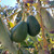 Fuerte Avocado | Tyler Farms