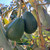 Fuerte Avocado | Tyler Farms