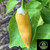 Sugar Rush Peach Pepper | Tyler Farms Sugar Rush Peach Pepper | Tyler Farms