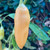 Sugar Rush Peach Pepper | Tyler Farms Sugar Rush Peach Pepper | Tyler Farms