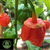 7 Pot Bubblegum pepper | Tyler Farms