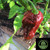 7 Pot Douglah Pepper | Tyler Farms 7 Pot Douglah Pepper | Tyler Farms