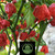 Carolina Reaper Peppers | Tyler Farms