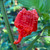 Carolina Reaper Pepper | Tyler Farms