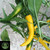 Golden Cayenne pepper | Tyler Farms