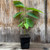 Cherimoya Live Fruit Tree Cherimoya Live Fruit Tree