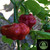 Scotch Bonnet Foodarama Pepper | Tyler Farms