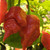 Red Apocalypse Scorpion Pepper | Tyler Farms Red Apocalypse Scorpion Pepper | Tyler Farms