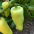 Wenk's Yellow Hot pepper | Tyler Farms