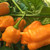 Orange Trinidad Scorpion pepper | Tyler Farms