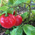 Red Manzano Rocoto pepper | Tyler Farms Red Manzano Rocoto pepper | Tyler Farms
