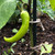 Unripe Bonanza Cayenne pepper | Tyler Farms