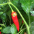 Aji Ethiopian Fire pepper | Tyler Farms