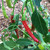 Chile de Arbol pepper | Tyler Farms