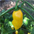 Yellow Naga Viper pepper | Tyler Farms