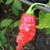Red Tiger pepper | Tyler Farms