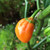 Orange 7 Pot Bubblegum pepper | Tyler Farms