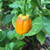 Orange 7 Pot Bubblegum pepper | Tyler Farms