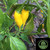 Aji Lemon Pepper | Tyler Farms Aji Lemon Pepper | Tyler Farms