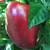California Wonder Red Bell pepper | Tyler Farms 