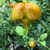 Mustard Carolina Reaper Pepper Live Plant