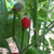 Chiltepin pepper | Tyler Farms