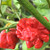 Red MA Wartryx pepper | Tyler Farms