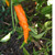 Aji Amarillo pepper | Tyler Farms