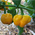 Yellow Scotch Bonnet pepper | Tyler Farms