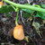 Peach Bubblegum Habanero pepper | Tyler Farms
