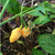 Peach Bubblegum Habanero pepper | Tyler Farms