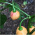 Sunset Peach CGN 21500 pepper | Tyler Farms