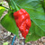 Jay's Red Ghost Scorpion pepper | Tyler Farms
