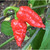 Jay's Red Ghost Scorpion pepper | Tyler Farms Jay's Red Ghost Scorpion pepper | Tyler Farms